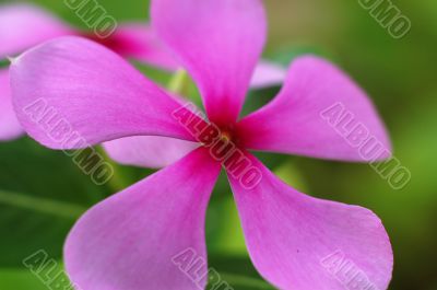 Macro shot of purple flower