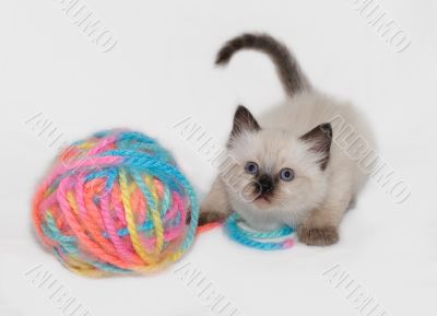 Kitten and ball of colorful yarn