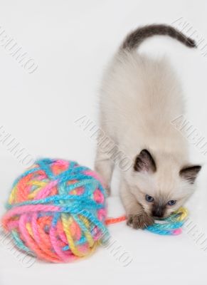 Kitten playing with ball of colorful yarn