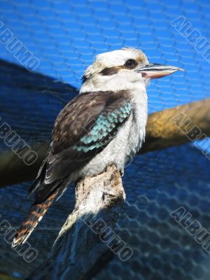 Kookaburra