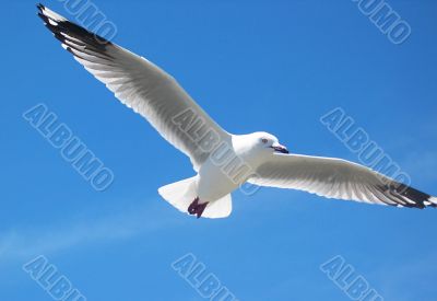 Seagull