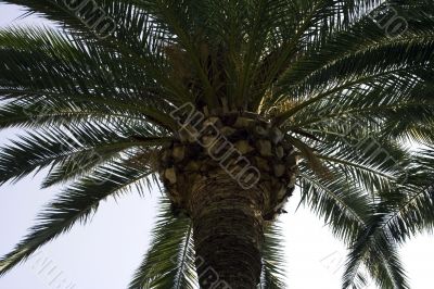 Palm