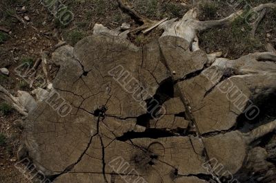 Stump