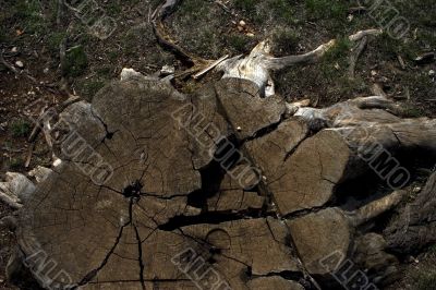 Stump