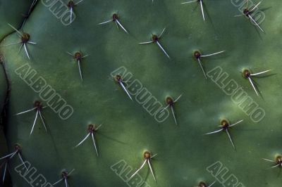 Textured cactus