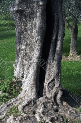Olive tree