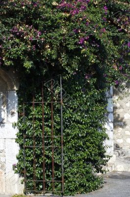 Nice bush