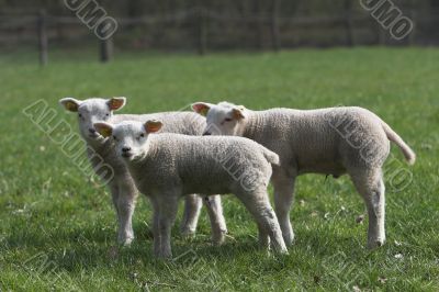 Three lambs