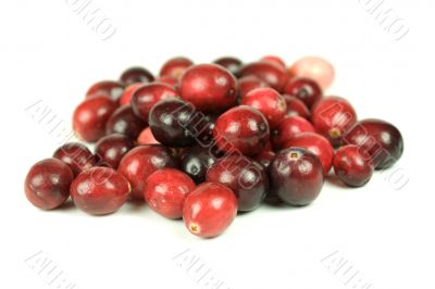 Cranberries on white