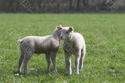 Young lamb