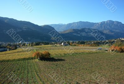 Panoramic vineyard