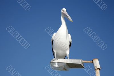 Pelican 1