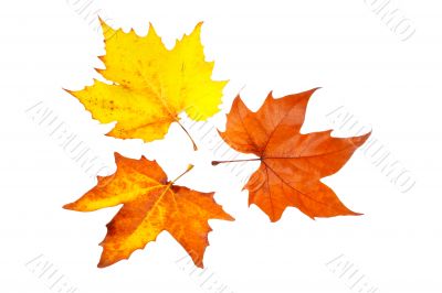 Three maple leaves