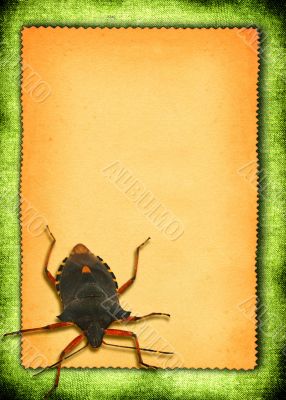 paper with bed-bug