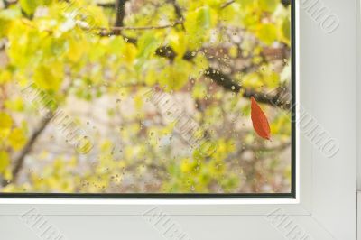  window / autumn