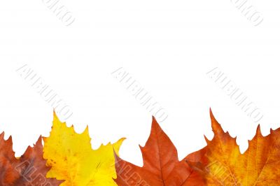 Autumn border