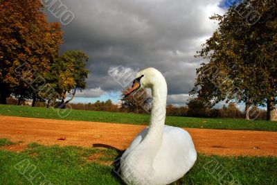 swan`s head