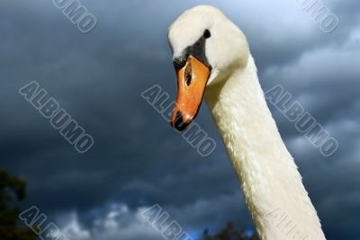swan`s head