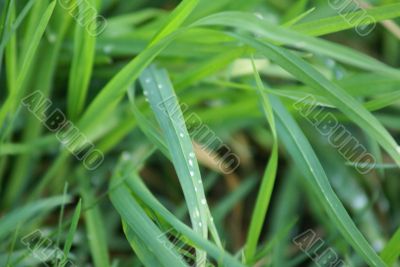 green fresh grass with dew