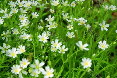 Grass with flowers
