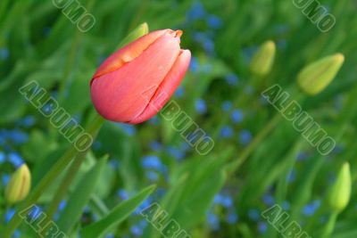 pink tulip