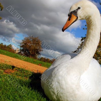 moody swan