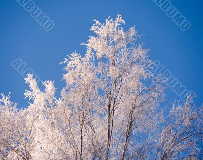 birch in rime