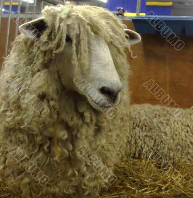 Long Wool Sheep