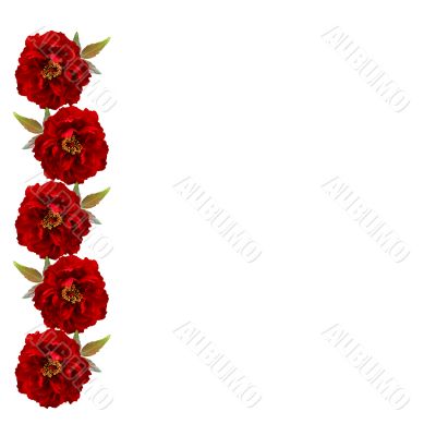 peonies