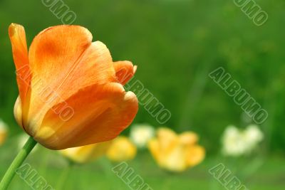 Orange lonely tulip on a green background