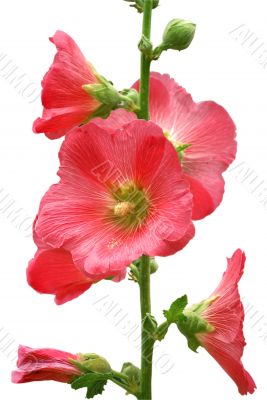 isolated pink mallow