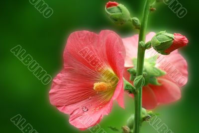 pink mallow with dew