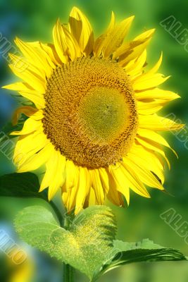 sunflower on a green background