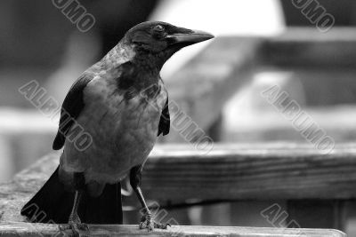 B/W curiously crow