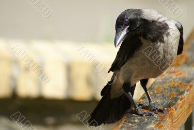 curiously crow