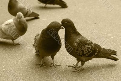 kissing pigeons
