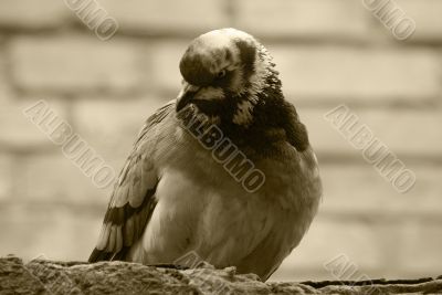 Pigeon