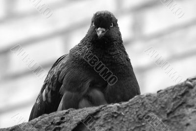 Black pigeon