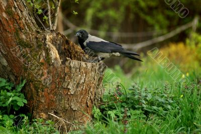 crow on a tree-stump