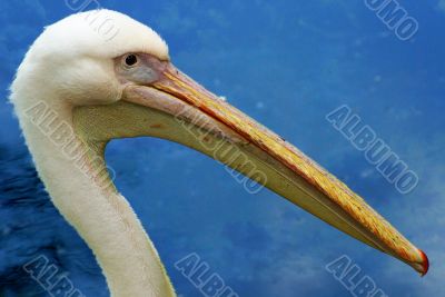 pelican`s head