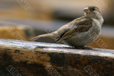 little grey sparrow
