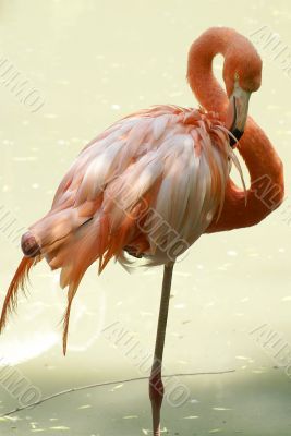 Pink flamingo in the water