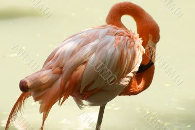 Pink flamingo