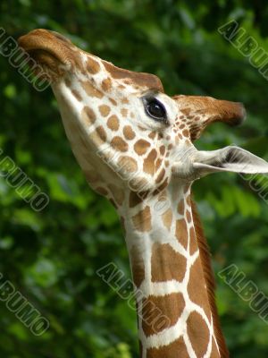 giraffa
