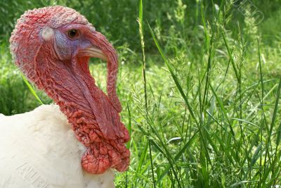 turkey