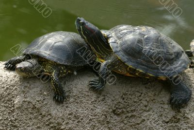 turtles