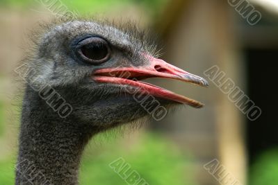dark ostrich