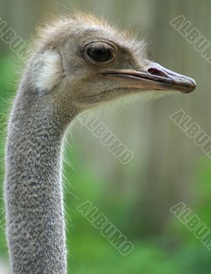 grey ostrich