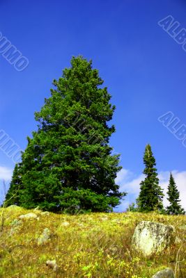 Isolated conifer against blue sky