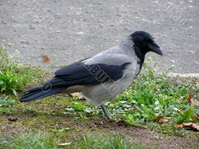 raven